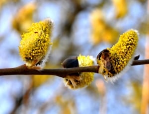 yellow willow flower thumbnail