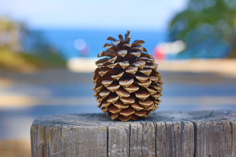 Pine, Pinecone, Tahoe, Lake Tahoe, wood - material, focus on foreground preview