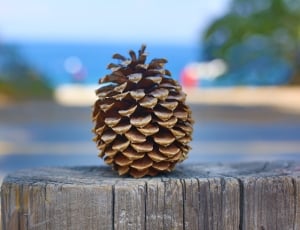 Pine, Pinecone, Tahoe, Lake Tahoe, wood - material, focus on foreground thumbnail