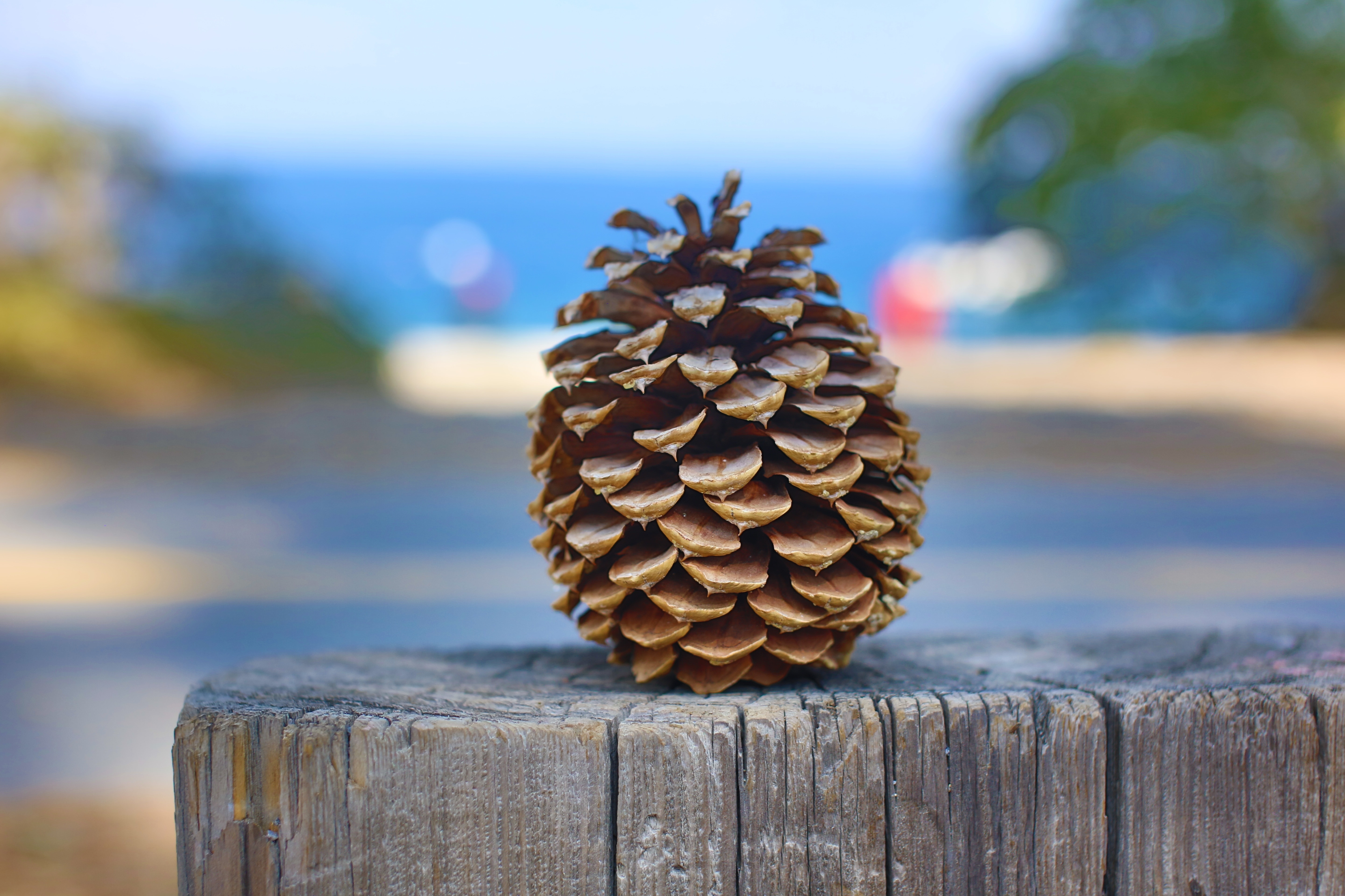 Pine, Pinecone, Tahoe, Lake Tahoe, wood - material, focus on foreground