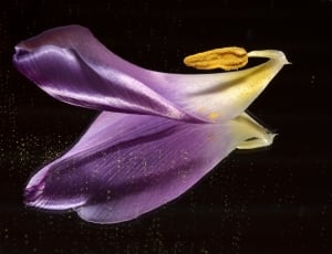 yellow and purple petal thumbnail