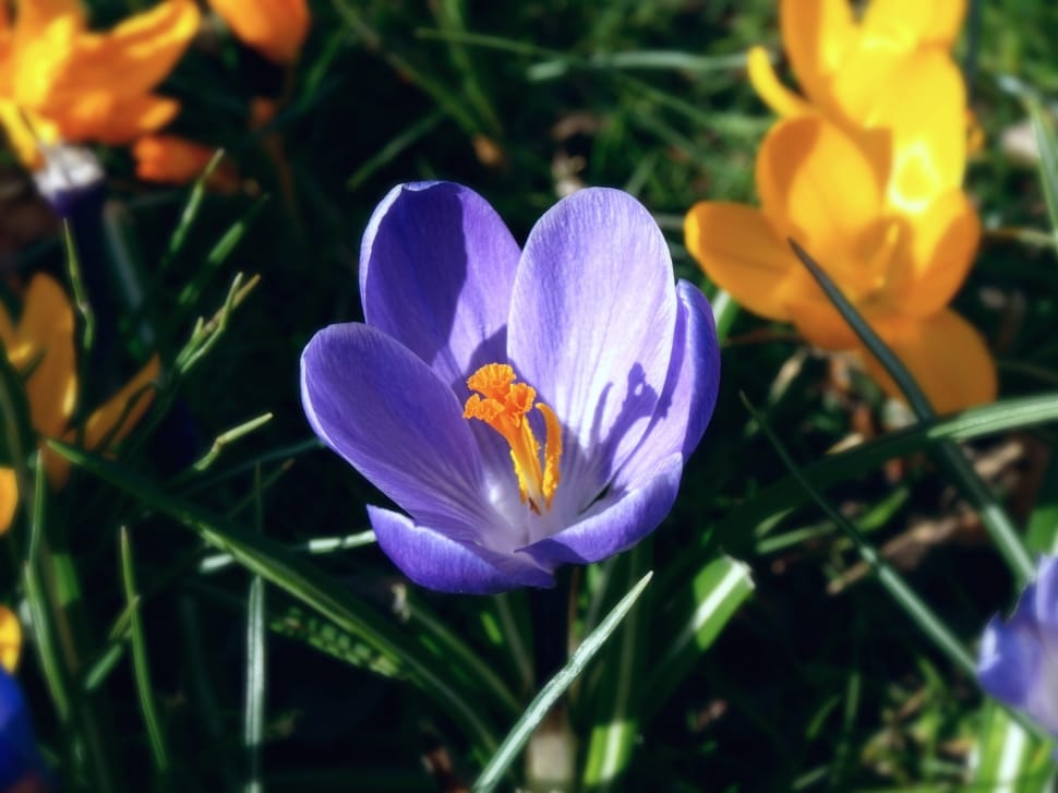 Spring Flowers, Purple And Yellow Crocus, flower, purple preview