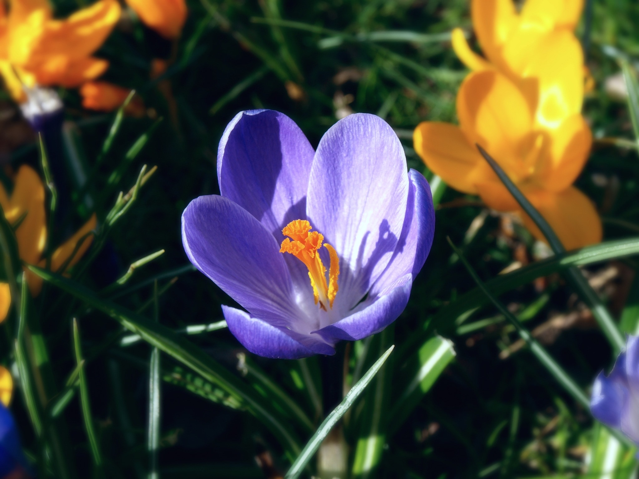 Spring Flowers, Purple And Yellow Crocus, flower, purple