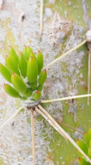 closeup photo of green succulent plant thumbnail