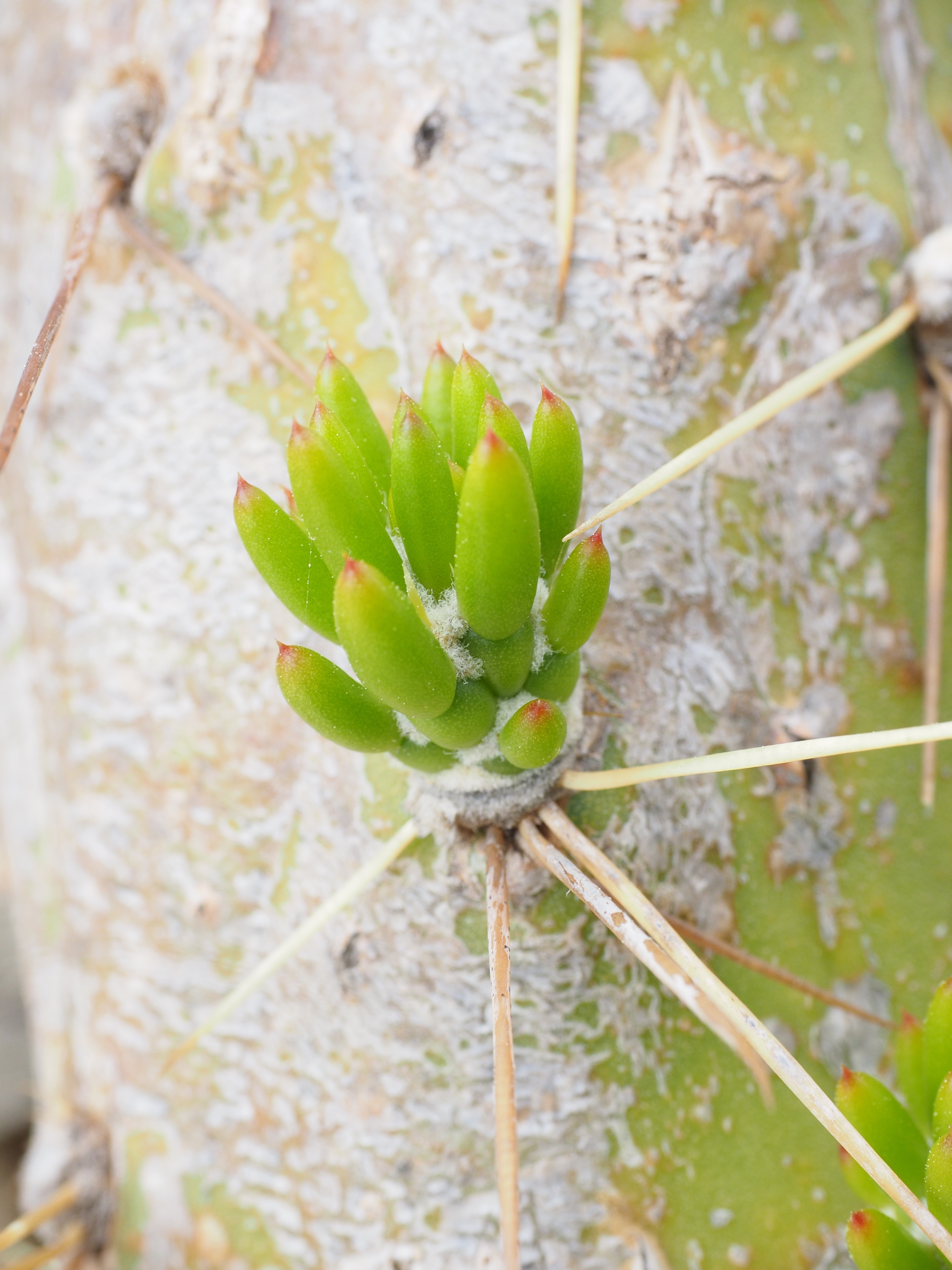 closeup photo of green succulent plant