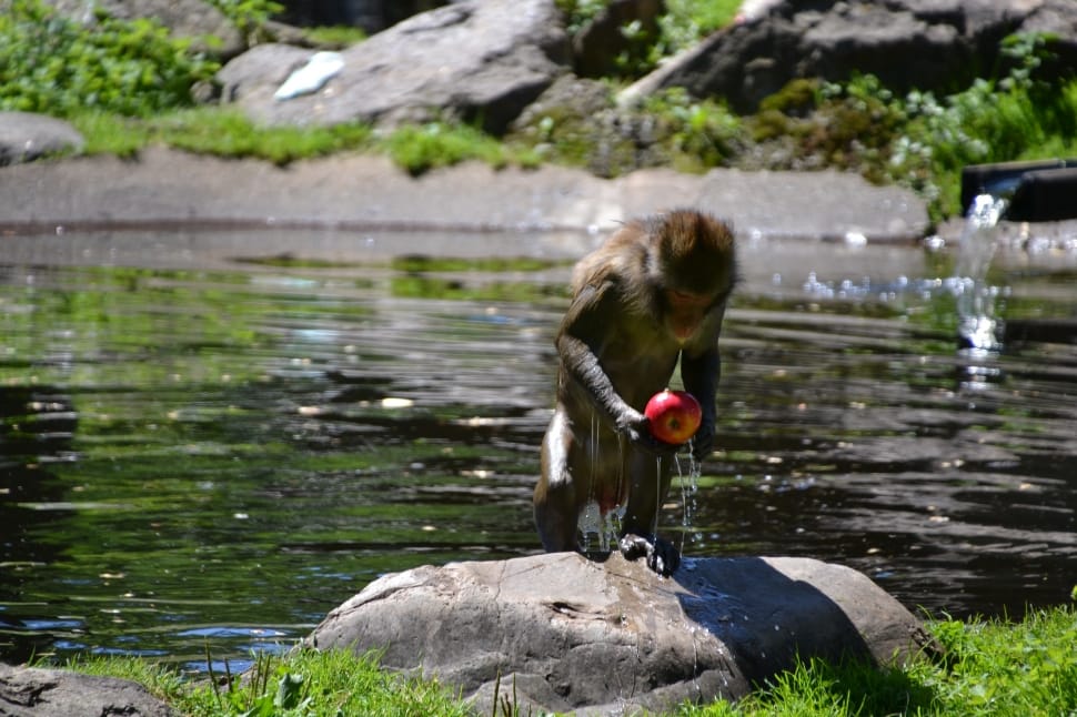 monkey holding apple in river near rock at daytime preview