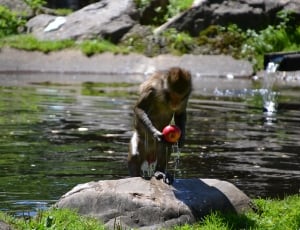 monkey holding apple in river near rock at daytime thumbnail