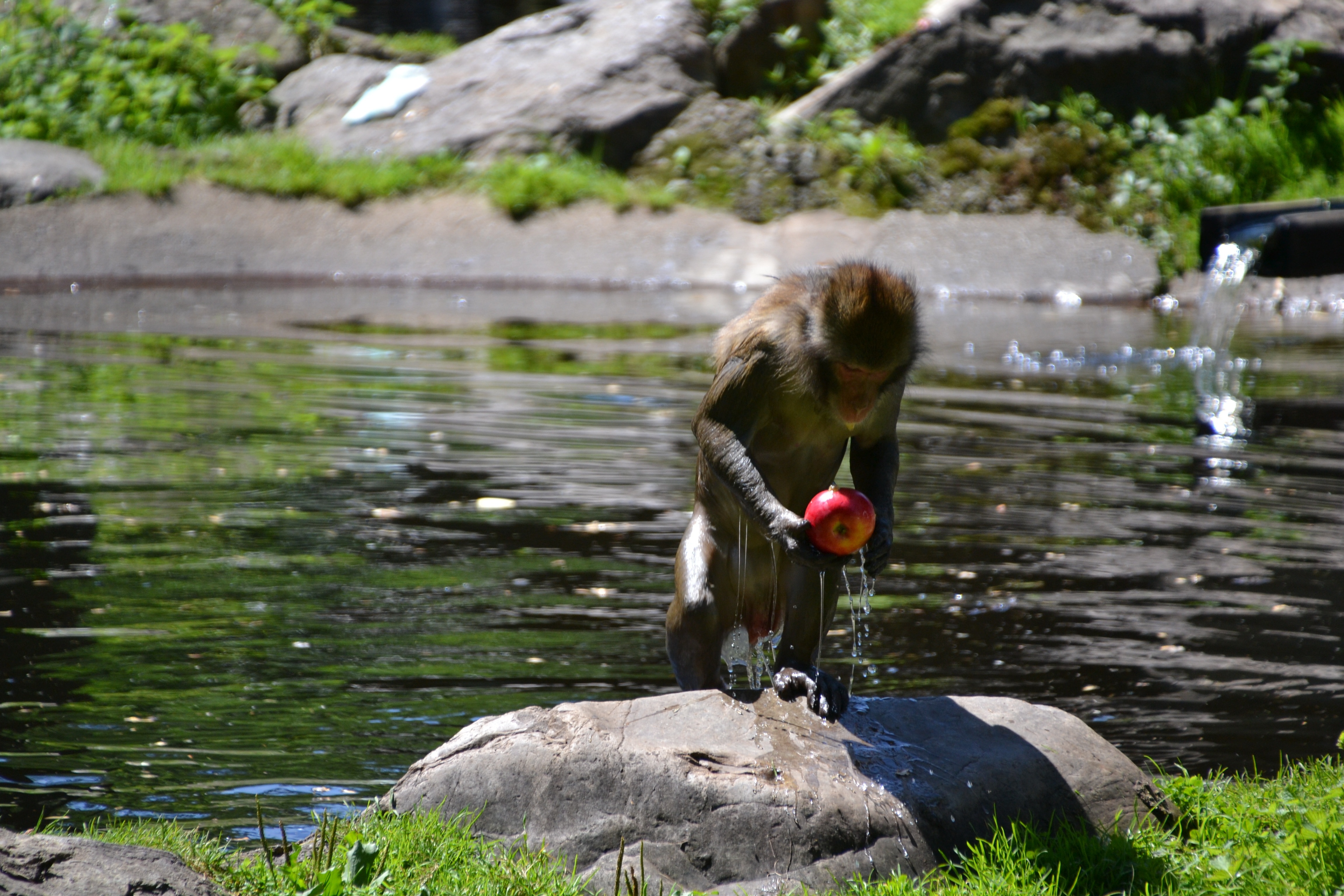 monkey holding apple in river near rock at daytime