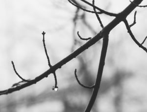 branch, wood, water, black and white, nature, outdoors thumbnail