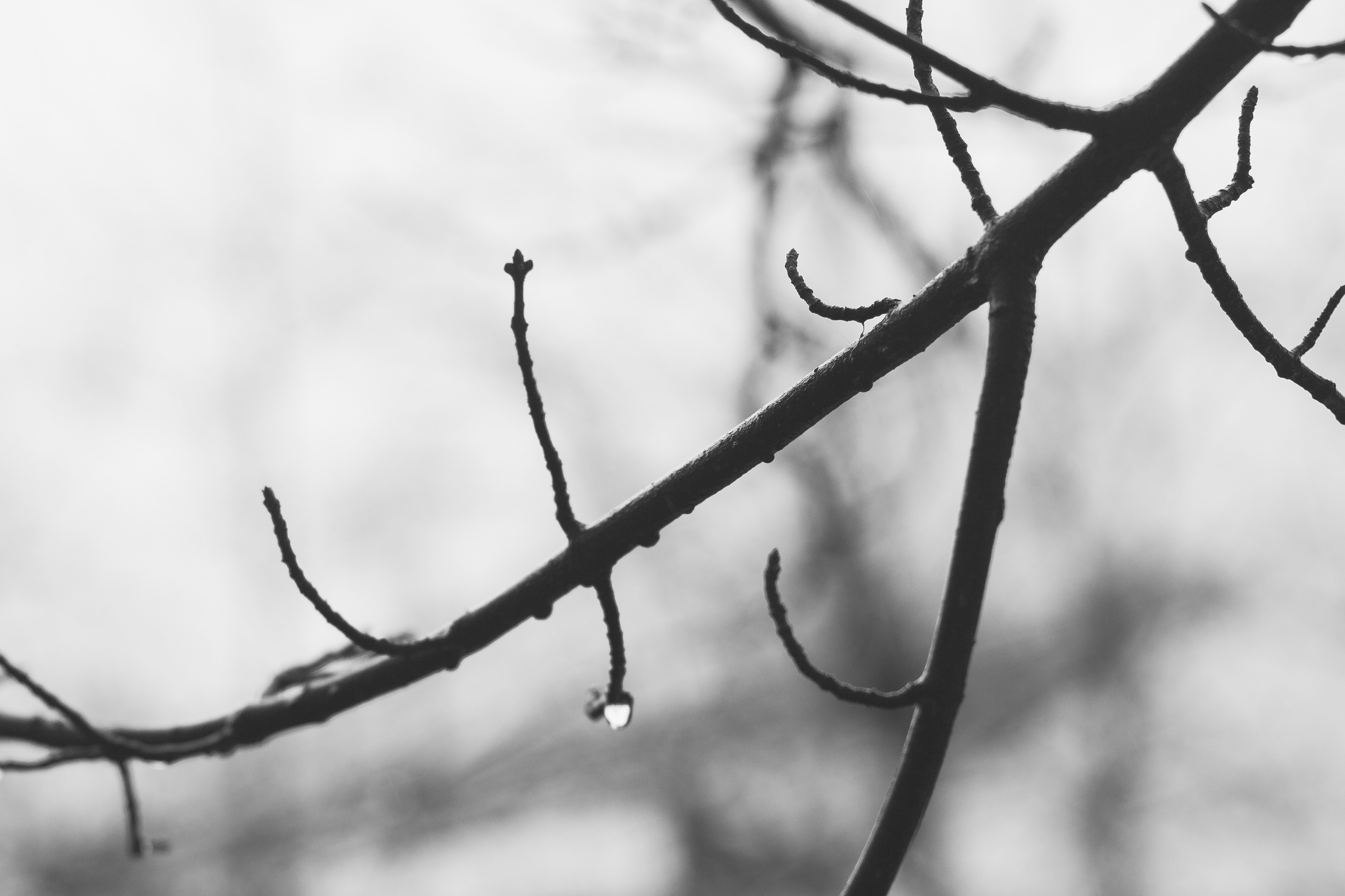 branch, wood, water, black and white, nature, outdoors