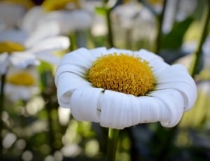 Marguerite, Gartenmargerite, Faded, flower, yellow thumbnail