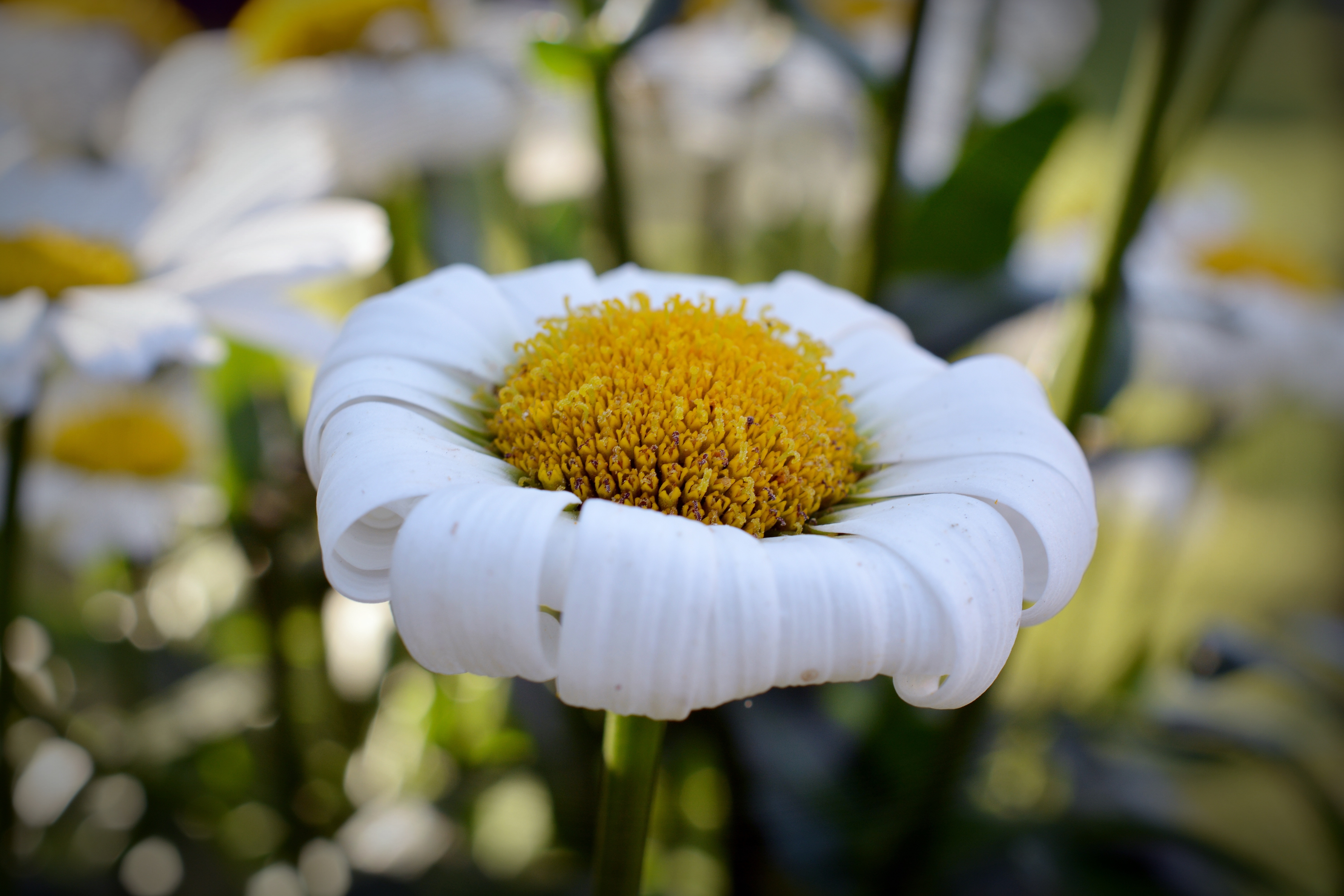 Marguerite, Gartenmargerite, Faded, flower, yellow