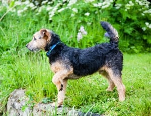 Jagdterrier standing on grass during daytime thumbnail