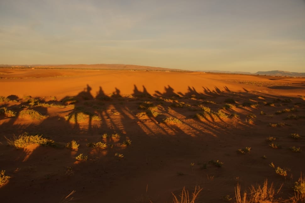 brown sand dunes preview