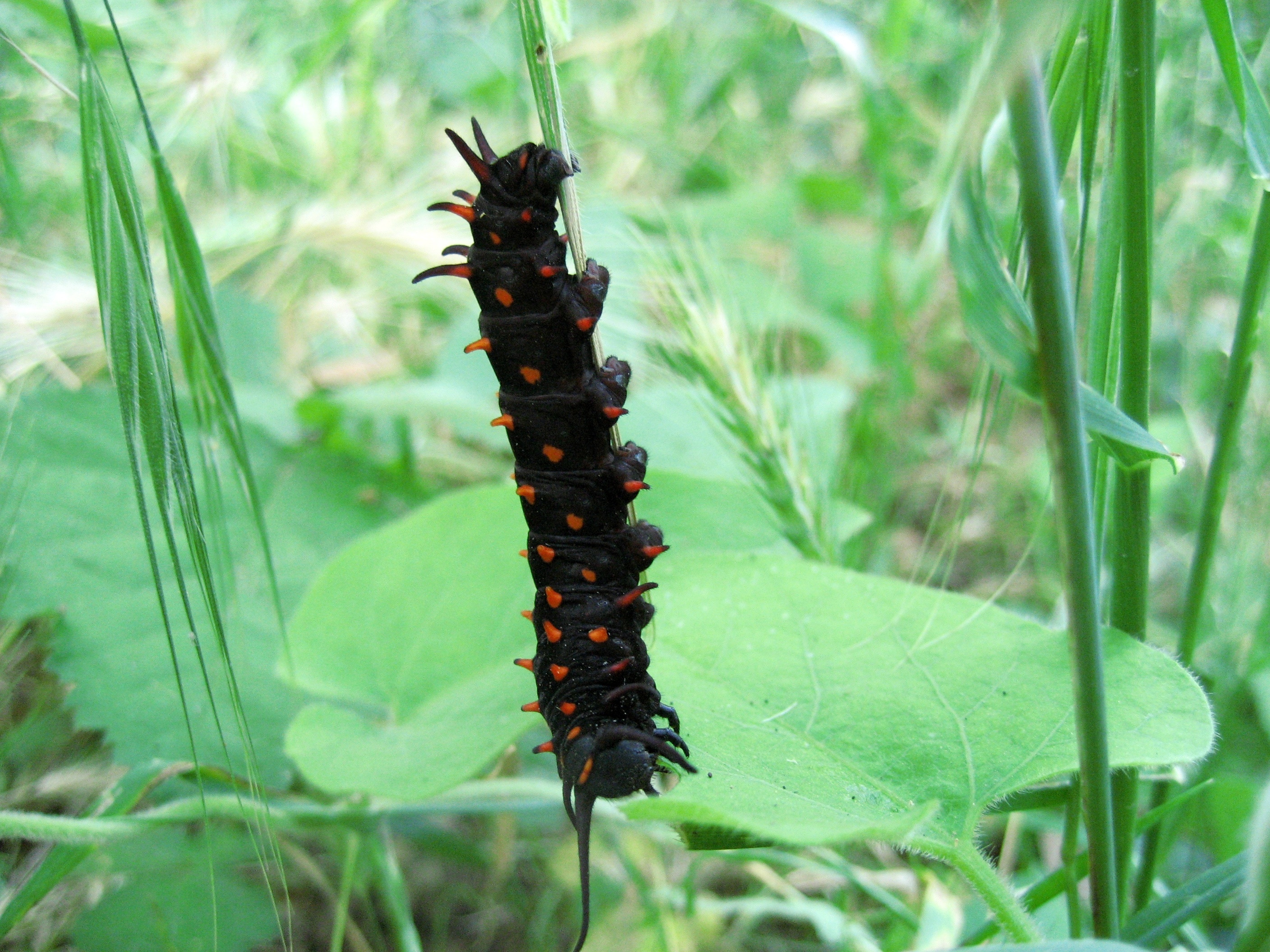 Caterpillar, Tiger Swallowtail, Closeup, insect, nature