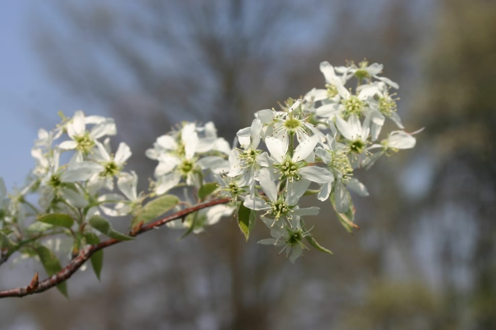 Tree, Blossom, Summer, Amelanchier, flower, growth preview