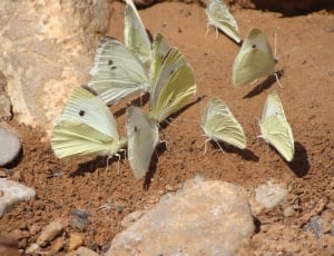 9 butterflies thumbnail