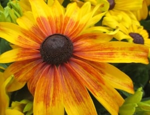 yellow and orange flower thumbnail