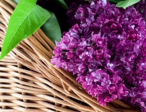 violet flower beside brown wicker basket thumbnail