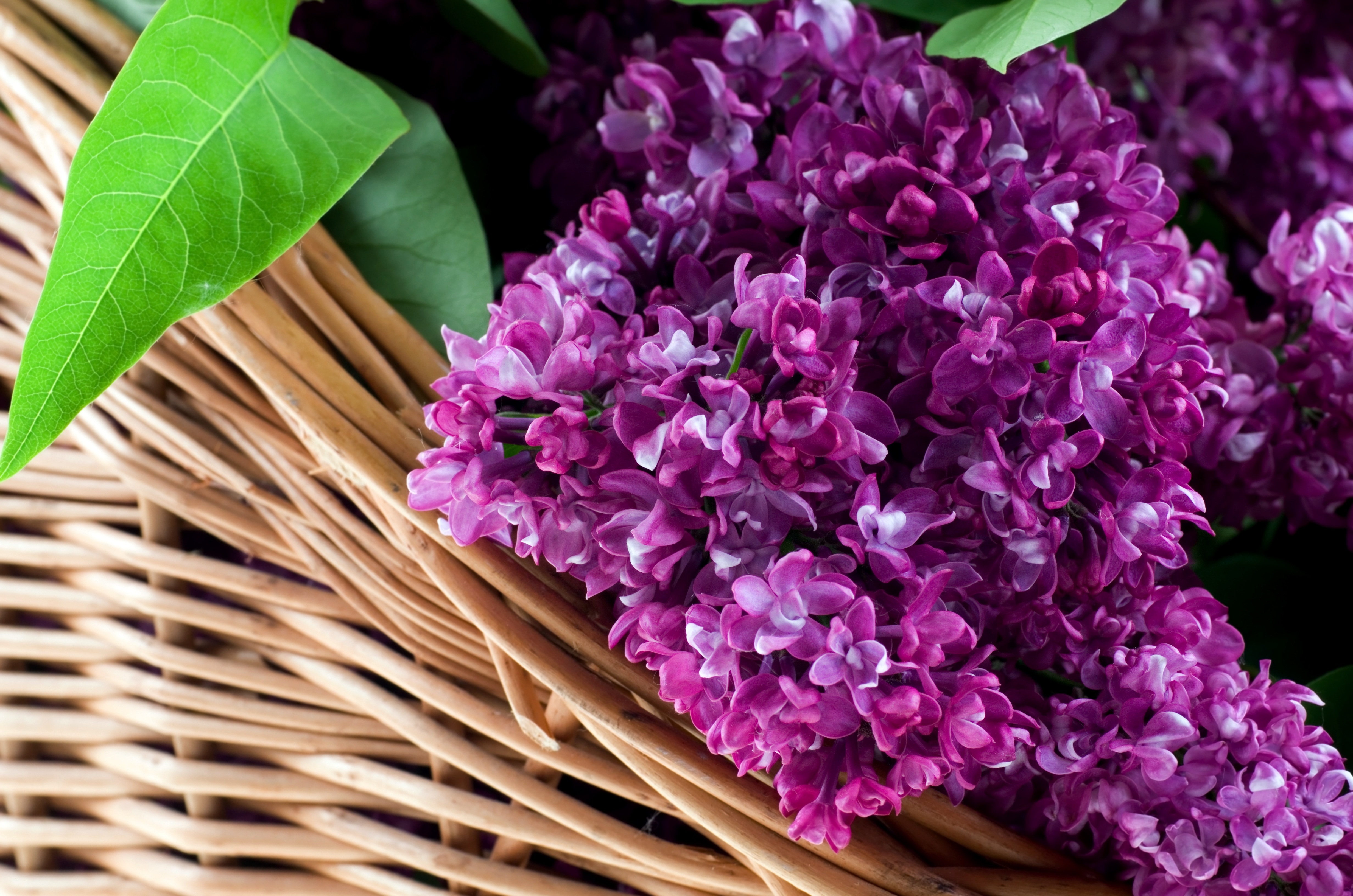 violet flower beside brown wicker basket
