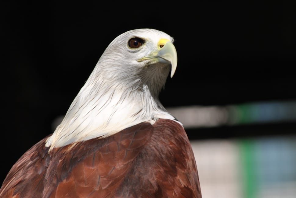 white and brown american bald eagle preview