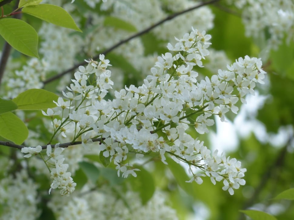 Common Bird Cherry, Flowers, flower, nature preview