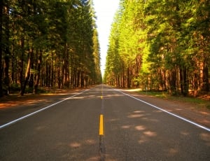 photography of grey concrete road surrounded of tall trees during daytime thumbnail