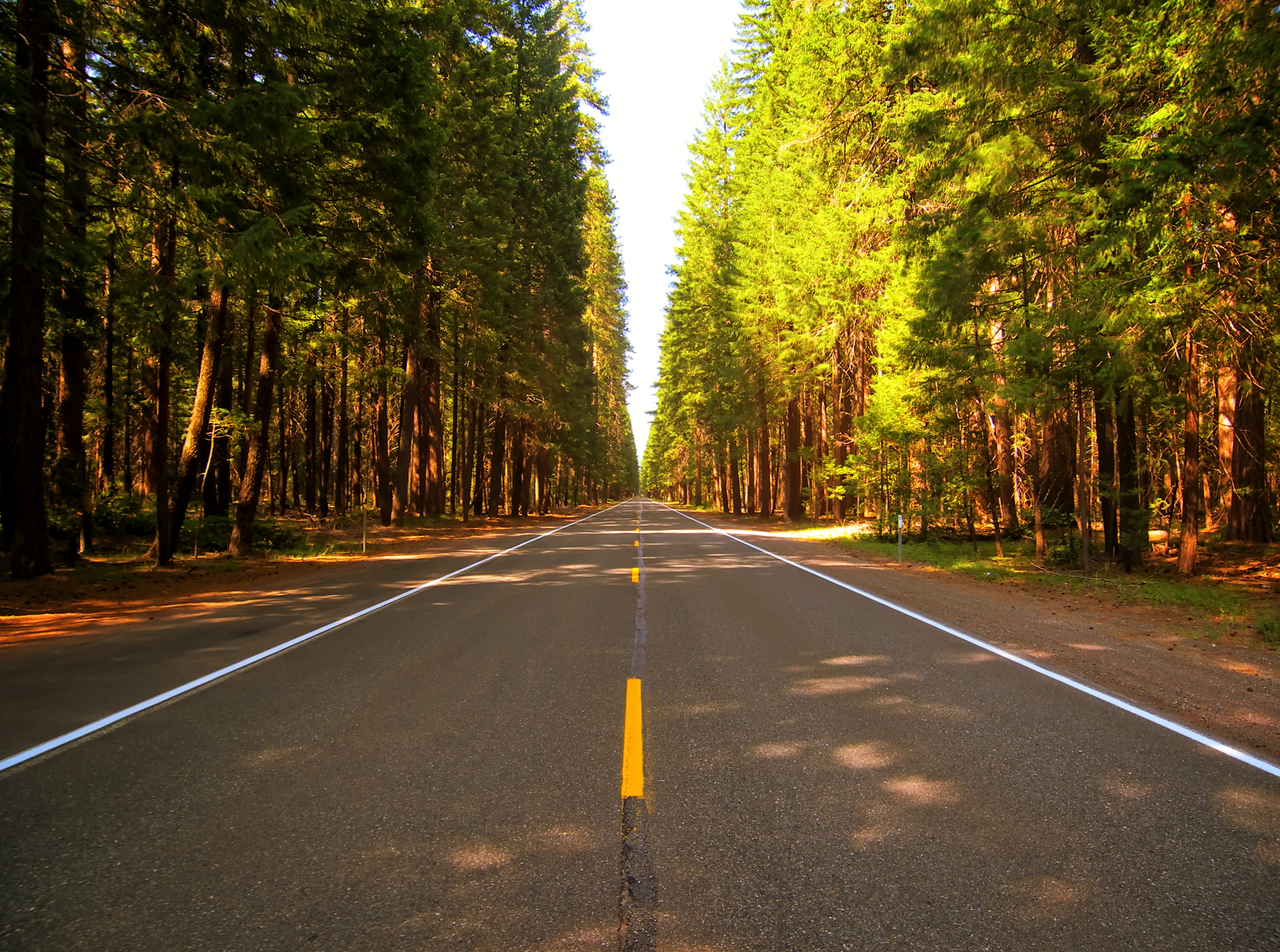 photography of grey concrete road surrounded of tall trees during daytime