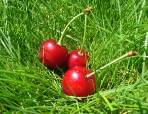 In Grass, Cherry, red, grass thumbnail