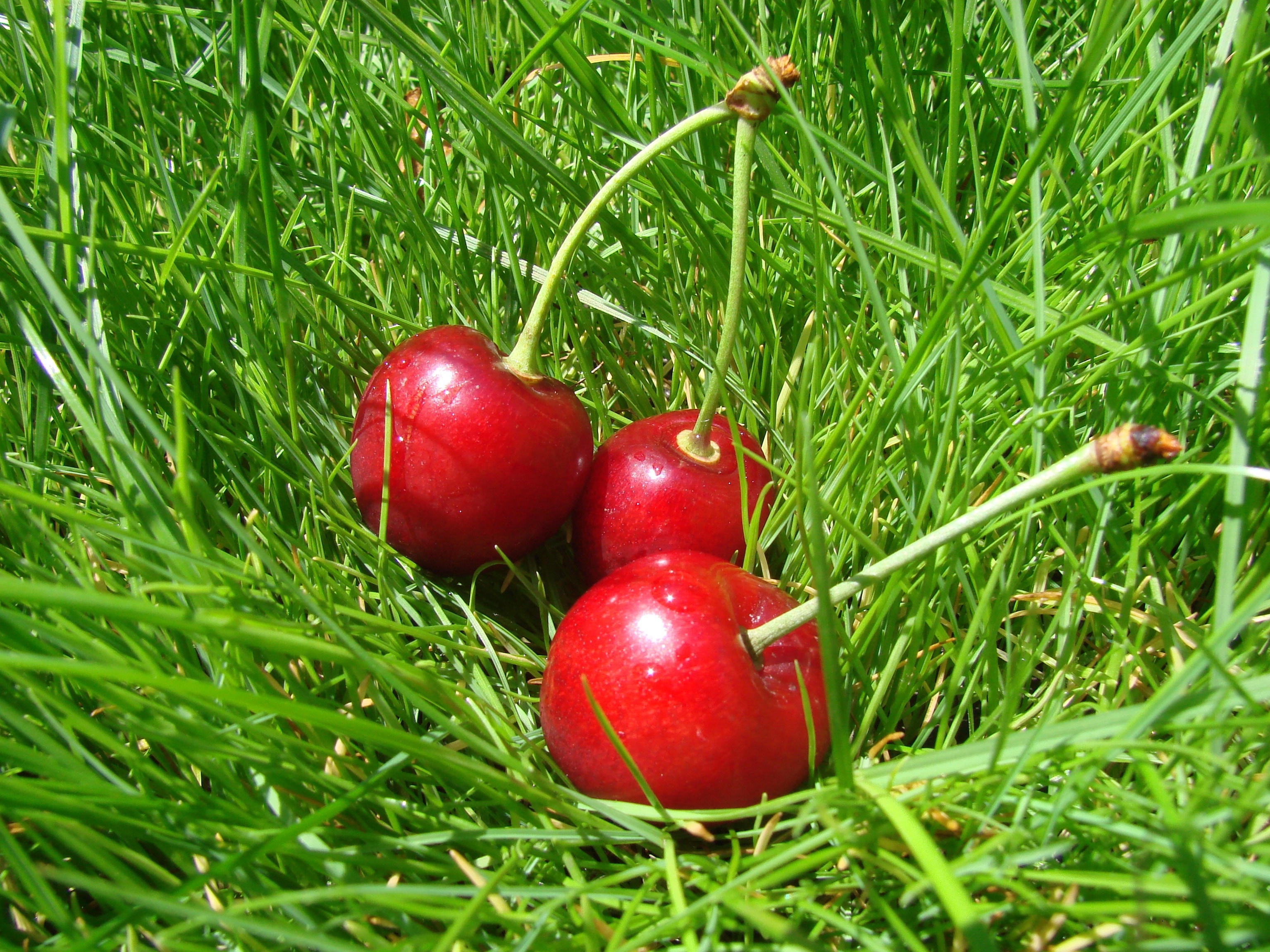 In Grass, Cherry, red, grass