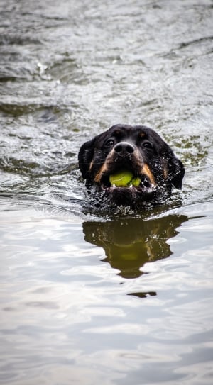 black dog in body of water thumbnail