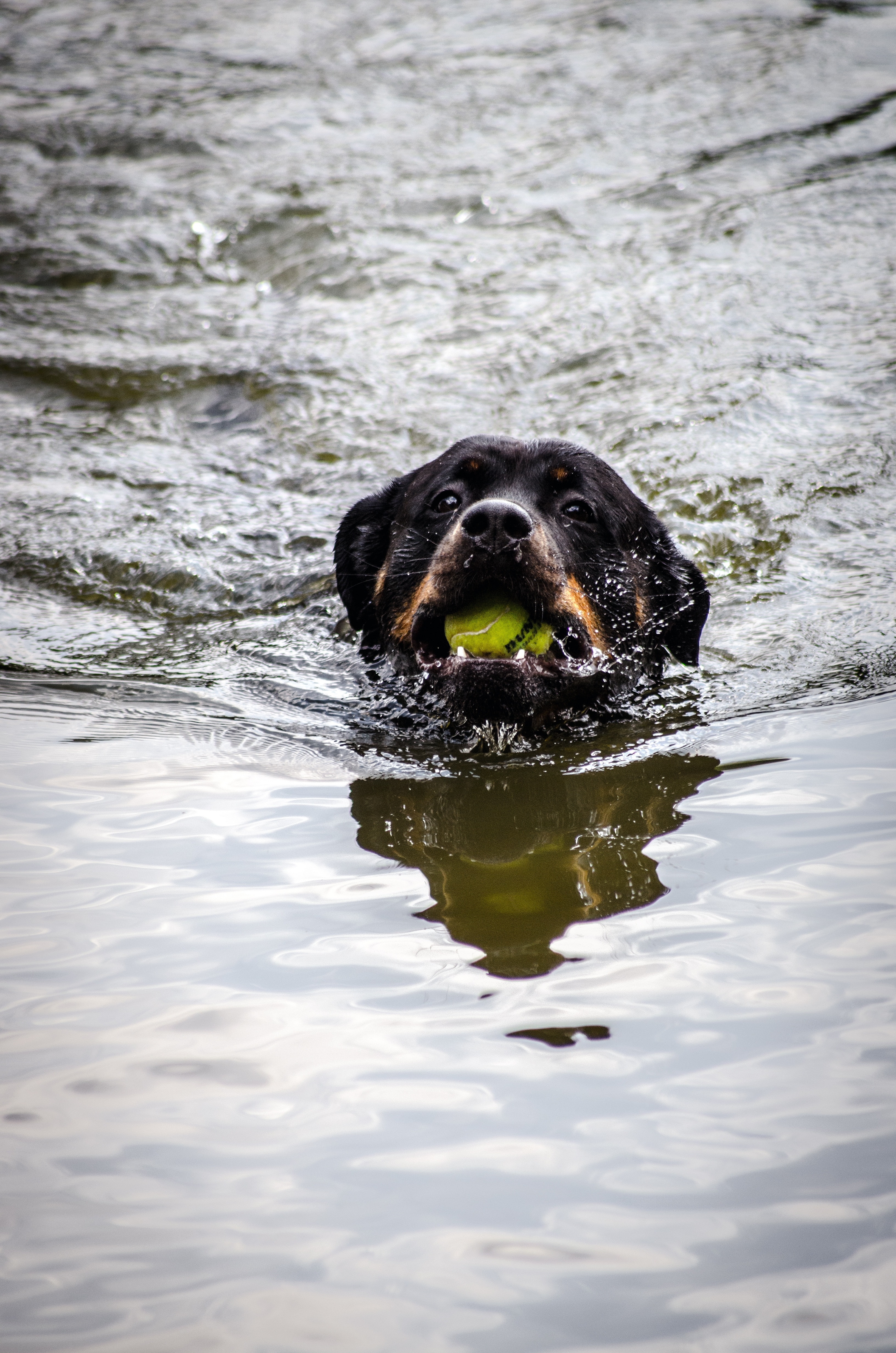 black dog in body of water