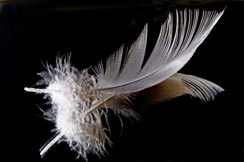 white and black feather preview