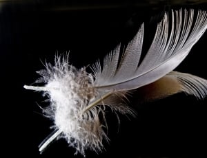 white and black feather thumbnail