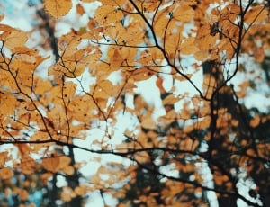 brown and black autumn tree leaves thumbnail