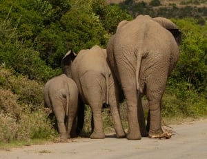 three gray elephants near green leaf tree thumbnail