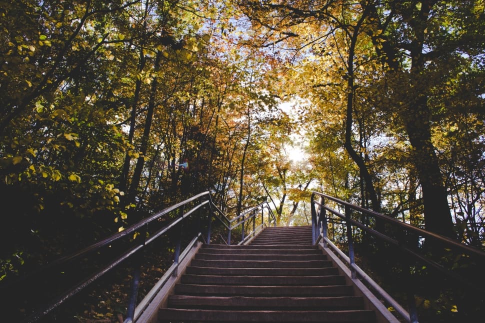 concrete staircase with railings surrounded by green trees preview