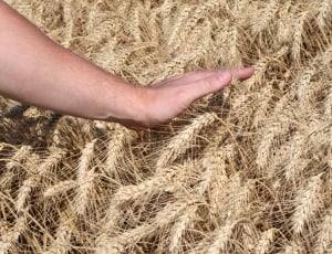Sowing, Cornfield, Wheat, Harvest, cereal plant, human hand thumbnail