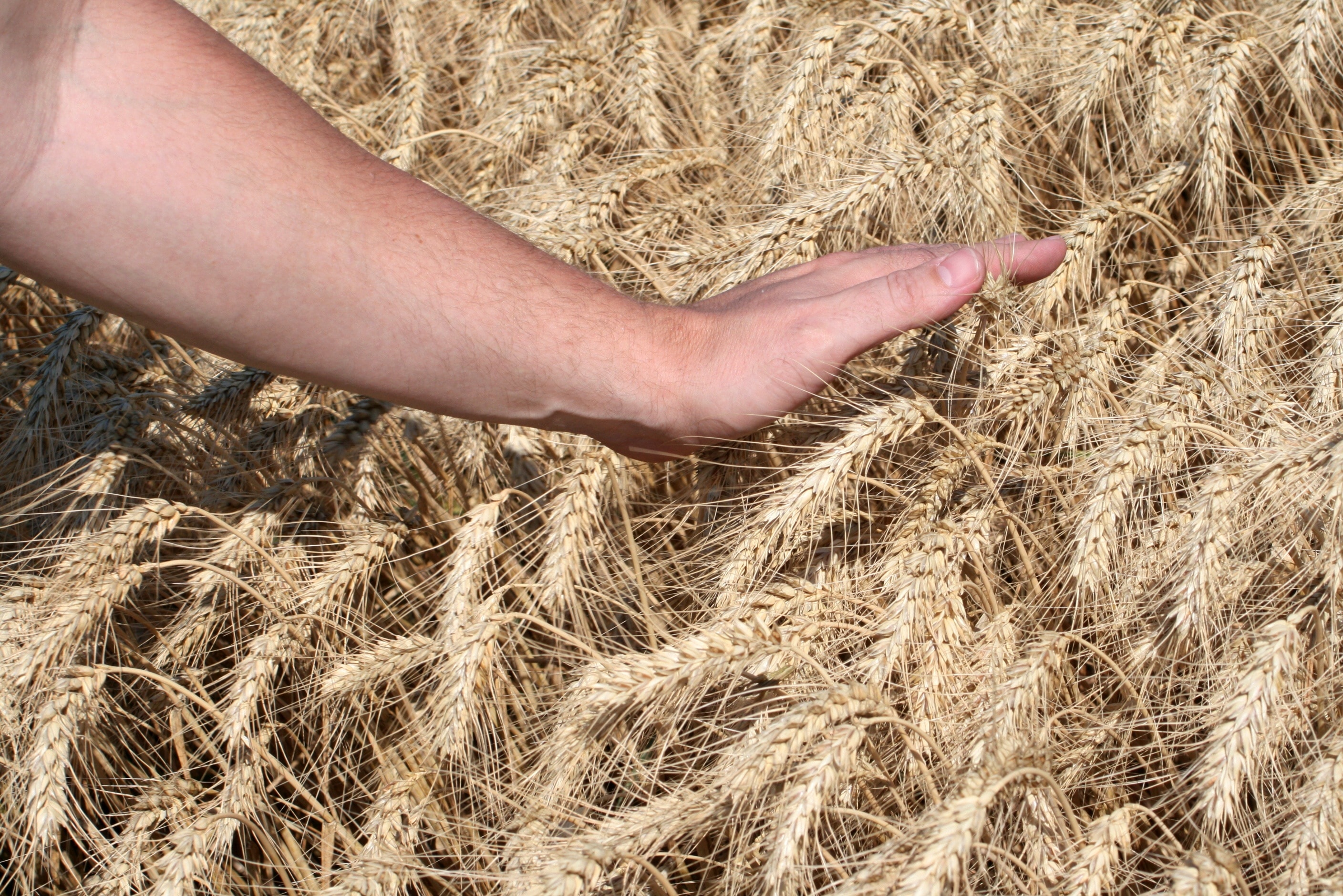 Sowing, Cornfield, Wheat, Harvest, cereal plant, human hand