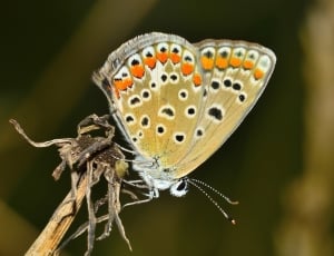 common blue butterfly thumbnail