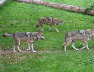 3 black and brown wolves thumbnail