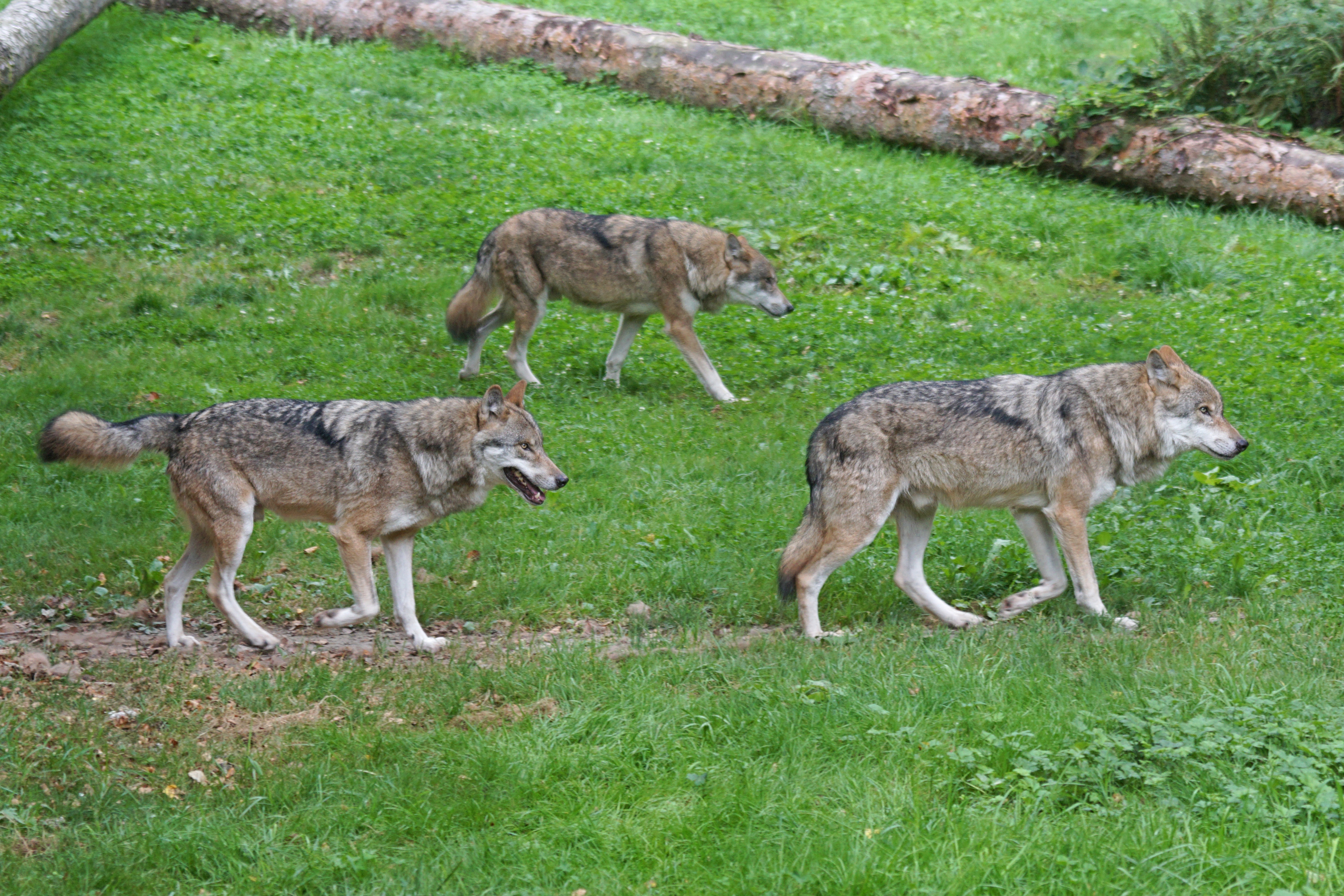 3 black and brown wolves