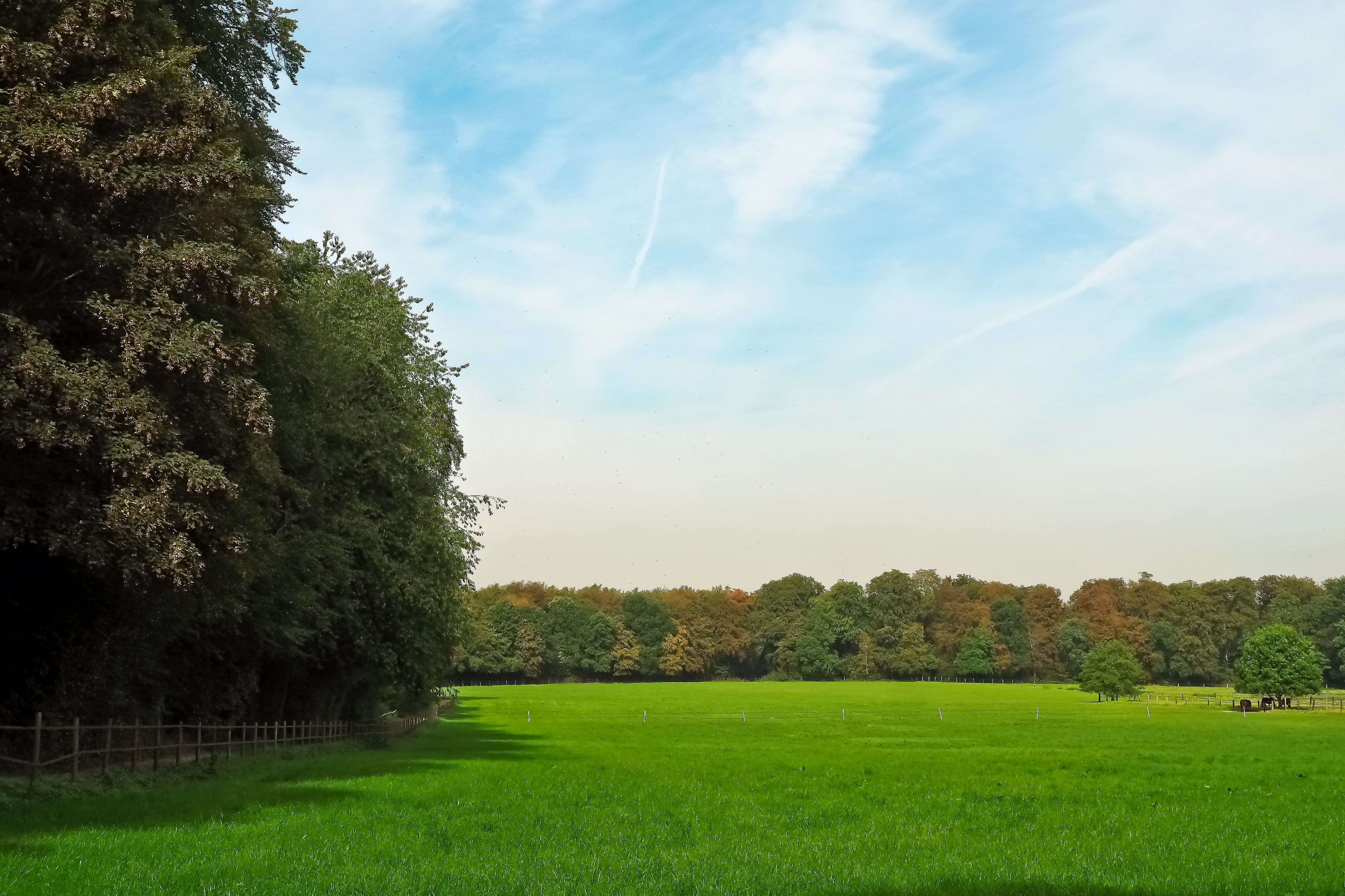 green grass field surrounded by trees during daytime
