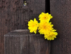 yellow petaled flowers thumbnail