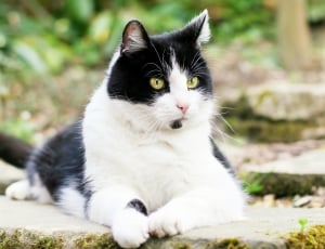 closeup photo of white and black short fur cat thumbnail