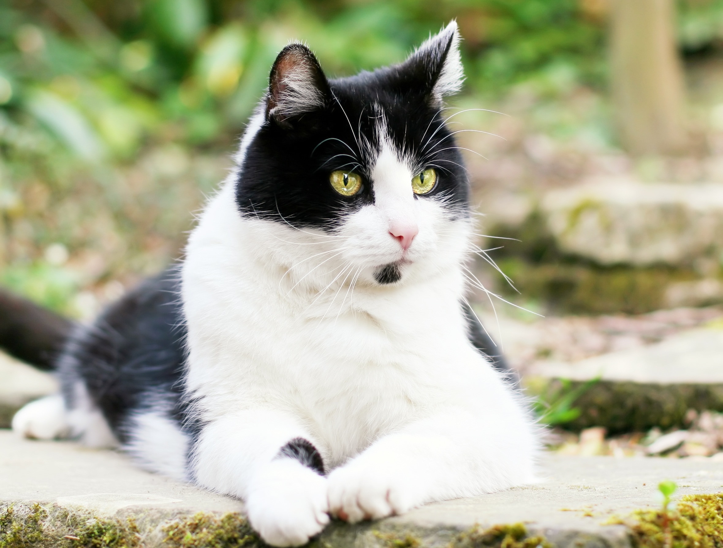 closeup photo of white and black short fur cat
