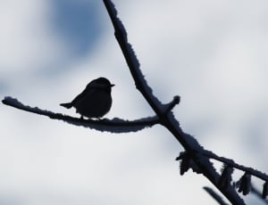 silhouette of a bird and a bark of a tree thumbnail