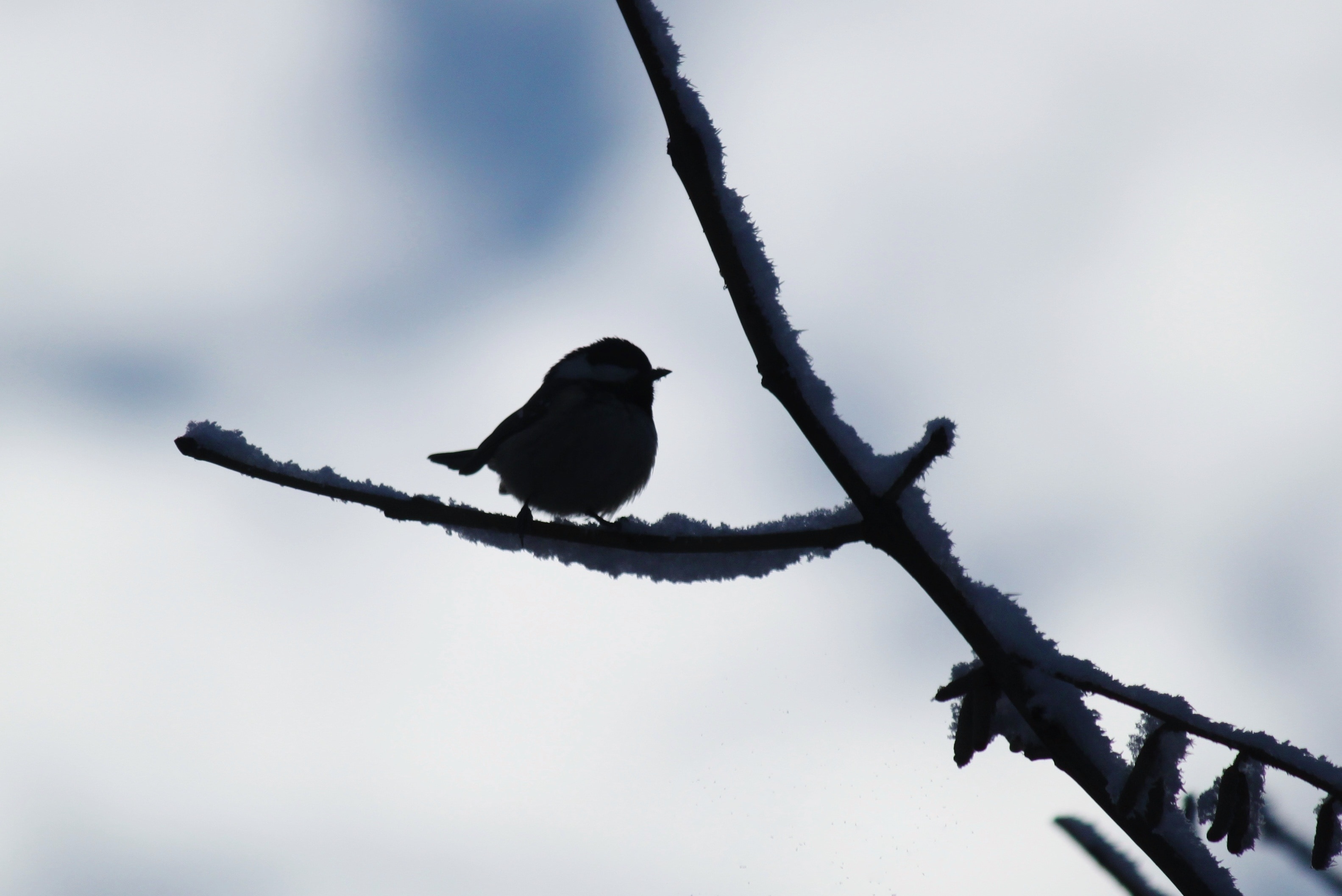 silhouette of a bird and a bark of a tree