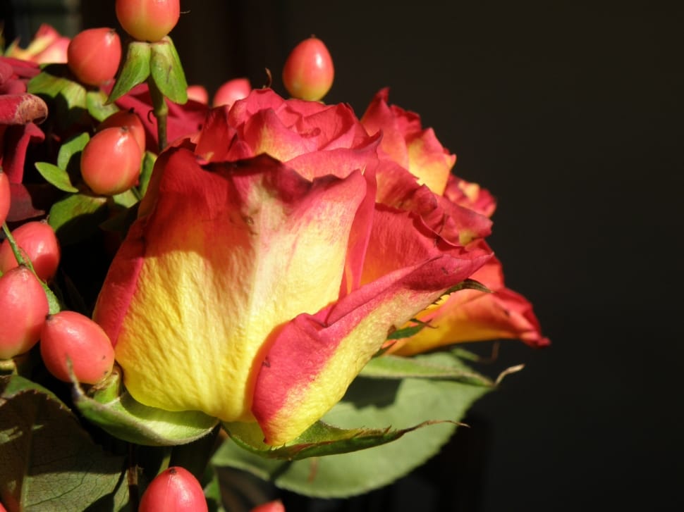 Rose, Flower, Red, Yellow, freshness, fruit preview