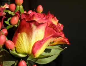 Rose, Flower, Red, Yellow, freshness, fruit thumbnail
